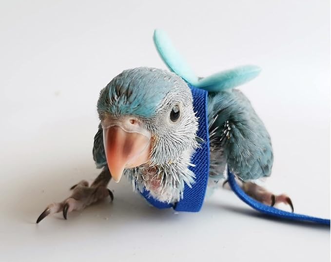 Pet Parrot Bird Harness Leash Adjustable Bird Flying Harness Traction Rope with Cute for Parrots Budgerigar Lovebird Cockatiel Mynah Outdoor Training Toy (Budgerigar/Lovebird,Blue)