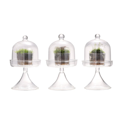 NCYP Mini Glass Bell Dome with Stand and Tiny Cube Planter for Display Jewelry, Ring, Small Plant - (3-Pack) 2.7" x 2.7" x 5" Little Cloche Set, Indoor Decor (Plants Not Included)
