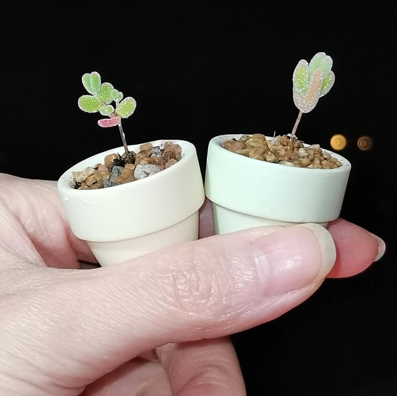 Yuvori Mini Pastel Terracotta Pots for Micro Gardens – 30 Pack, 1.1” Tiny Breathable Clay Planters, Macaron Colors, for Moss, Fairy Gardens, Dollhouses, and Succulents (Blue, 1.1 Inch)