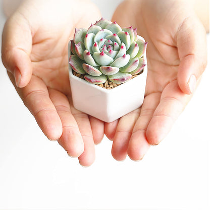 Foraineam 10 Pack Mini Succulent Plant Pots, 2.76 inch Hexagonal White Ceramic Succulent Cactus Planters with Bamboo Tray