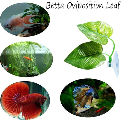 CousDUoBe 2 Pack Betta Fish Leaf Pad Improves Betta's Health by Simulating The Natural Habitat - Natural, Organic, Comfortable Rest Area for Fish Aquarium Ornaments