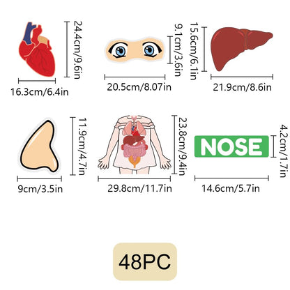 BEUNITONE Body Parts Learning Felt Story Board for Family 48 Pcs Large Preschool Human Organ Name Words Useful Felt Story Board Set Wall Activity for Birthday Christmas New Year Gifts