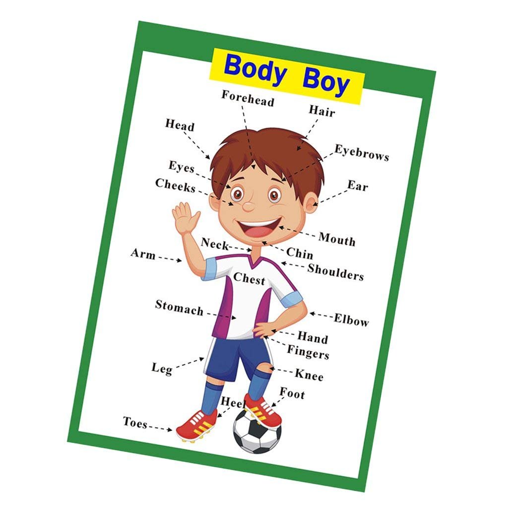SANTSUN 2 Pcs of Set Educational Preschool Poster for Toddlers and Kids|Great for Nursery Homeschool Kind Classroom decorations|School Wall Decor- Transportation,Body Parts (17x24in)