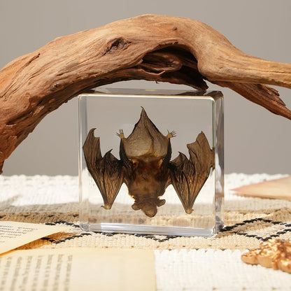 Artojoy Taxidermy Bat, Real Bat Specimens Animal Specimen Preserved in Resin, Gothic Decor Display for Science Classroom Science Education, Gift for Fans of Taxidermy, Oddities, Biology