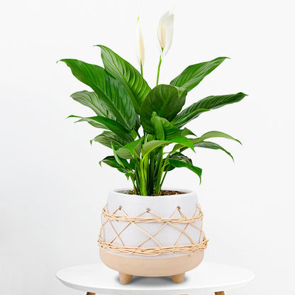 Chonsun Ceramic Planter 8 Inch Plant Pots Indoor Outdoor Planter with Drainage Hole Flower Pots Plant Pot Ceramic Mid-Century