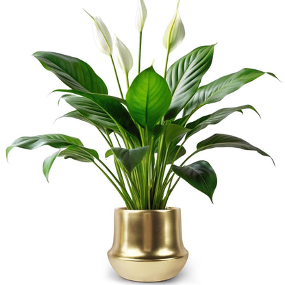 Decor Trends Brass Gold Plant Pot Indoor Planter Small Flower Pot 6 inch Ceramic Plant Flower Pot Container Decorative Gold Pots for All House Plants ,Succulents,Flowers and Cactus, Small 5.9‘’