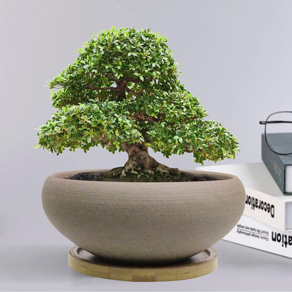 MUZHI Round Unglazed Ceramic Bonsai Pot with Bamboo Tray, Large Rough Pottery Succulent Planter with Drainage Hole 8 inch … (8”)