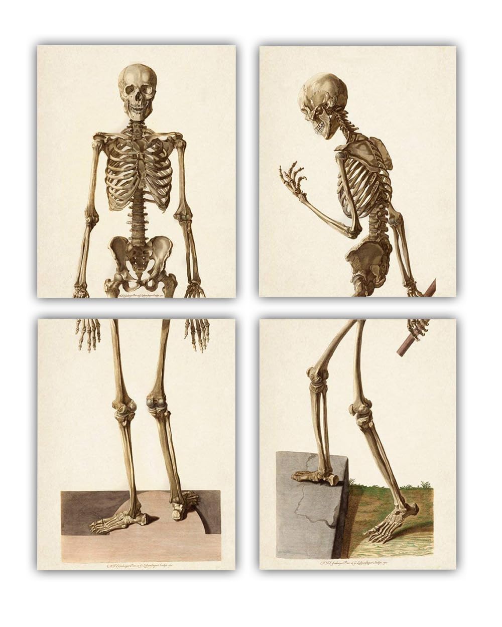 Two Skeletons - Antique Science Lab Wall Prints, Classic Medical Orthopedic and Nursing Student Accessories, Horror Theme Halloween Party Decor and Gift, Set of 4 Photos 8x10 Unframed Art Print Poster