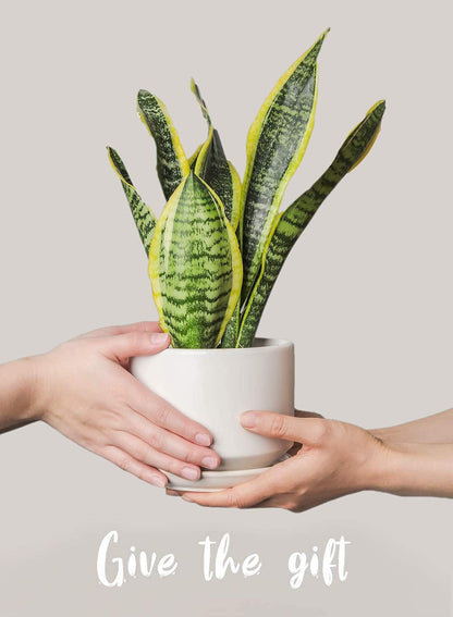 LE TAUCI Ceramic Pots for Plants, 4.3+5.3+6.8 Inch Plant Pots, Set of 3, Planters with Drainage Hole and Saucer, Indoor Flower Pot with Hole Mesh Pad, Gifts for Mom, White