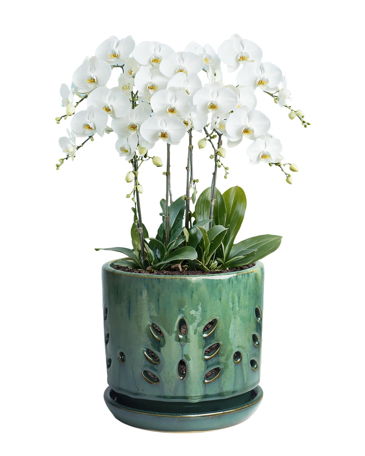 vensovo 6 Inch Ceramic Orchid Pots with Holes - Round Orchid Pots for Repotting, Garden Planter Indoor and Outdoor with Attached Saucer Supports Air Circulation(Green)