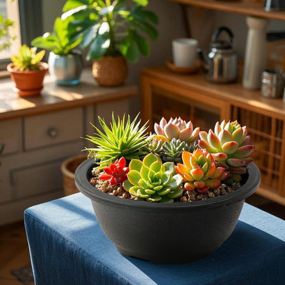 MUZHI 12PACK Matte Black Succulent Bonsai Round Planter Bowl Pot with Drainage, Plastic Cactus Flat Garden Plant Bowl Pots 6.3”
