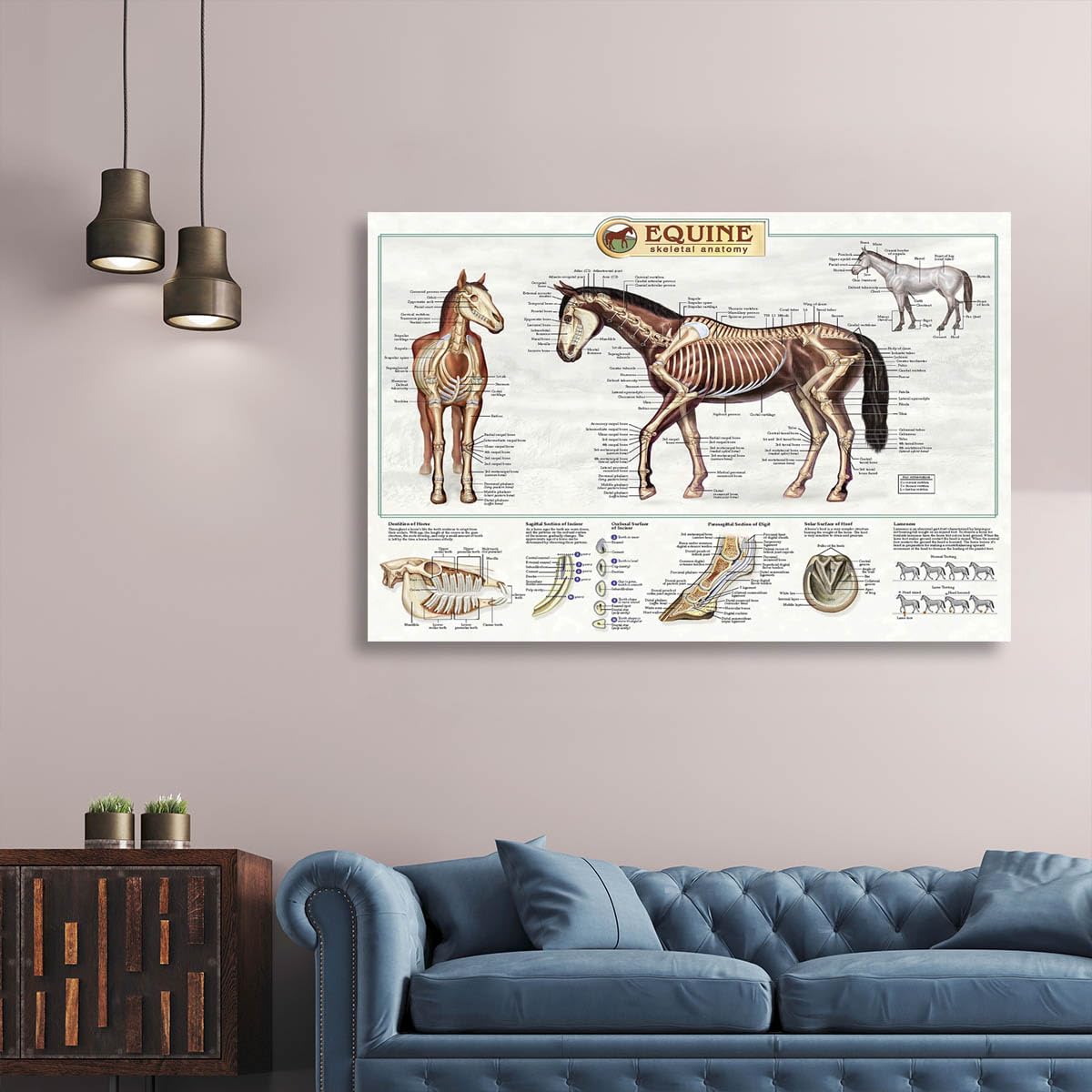 The anatomical structure of horse bones Posters Horse Knowledge Farm Club School Education Kitchen Home Wall Decoration Gift 16x24in Unframed