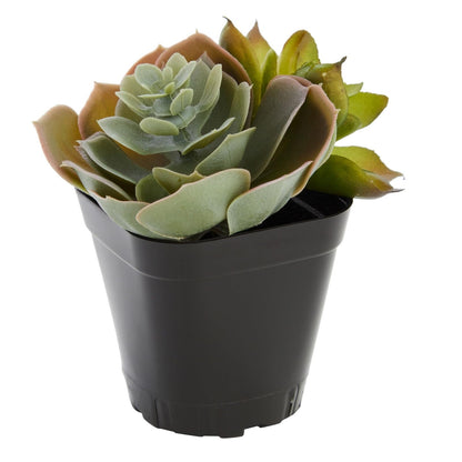 Juvale Square Nursery Pots - Seedling Planters with Drainage Holes - Versatile Pots for Plants & Succulents - Space-Saving Stackable Planters - 2.6 in, Pack of 150, Black