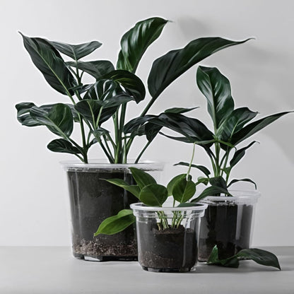 RAOOKIF 6/5/3.5 Inch Clear Nursery Pots with Drainage, 24 Pack Clear Nursery Pots for Plants, Flexible Plastic Garden Flower Pot
