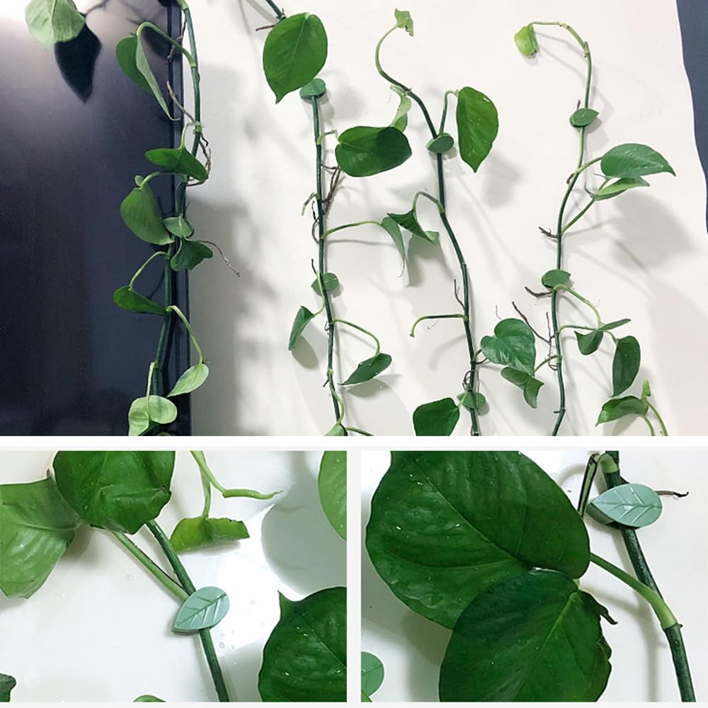 Plant Climbing Wall Fixture Clips, 60/100/150pcs Plant Vine Support Clips for Climbing Plants Vines, Removable Leaf Shaped Retainer Plants Training Wall Clip with Sticker for Indoor Decoration (60)