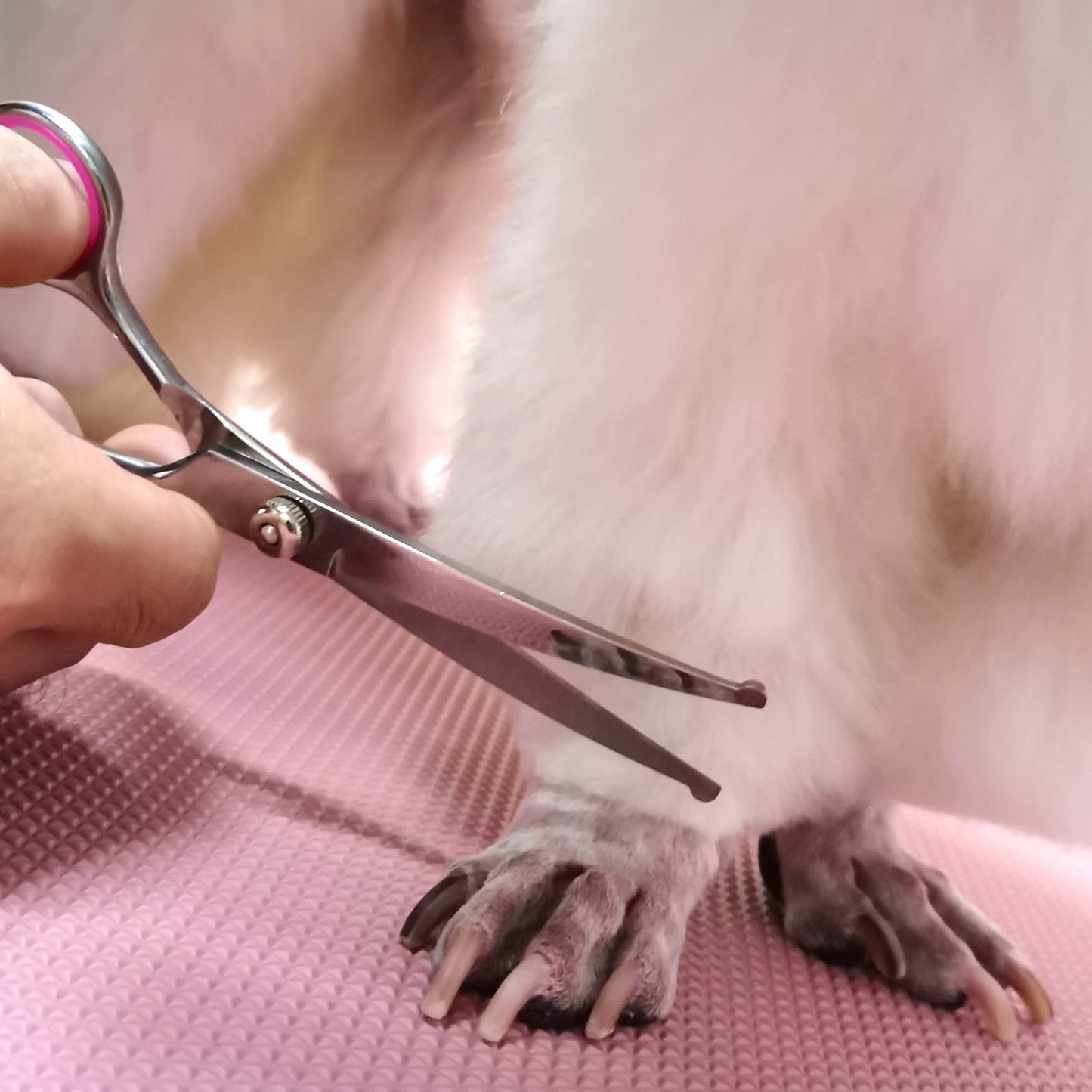 FAIGEO Dog Grooming Scissors with Safety Round Tips Stainless Steel Professional Dog Grooming Kit - Thinning, Curved Scissors and Comb for Cat Pet (Pink 4 in 1)