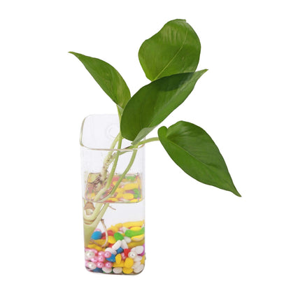 Kuuleyn Hanging Glass Vase, Glass Vase for Plants and Flowers, Flower Planter Wall Hydroponic Aquarium Container Home Decor (Long Tube Shape)