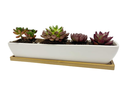 Kipokalor Rectangular Succulent Planter Pot,Two Set of 11.1x2.36x1.77inch Long Rectangular Modern Minimalist White Ceramic with Saucer for Office,Desk,Window. (Bamboo Saucer, Two Set)