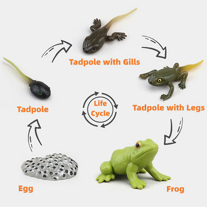 MIKNEKE Montessori Frog Life Cycle with Flash Cards, Plastic Insects Tadpole to Frog Kit Toy, Realistic Animal Figurines