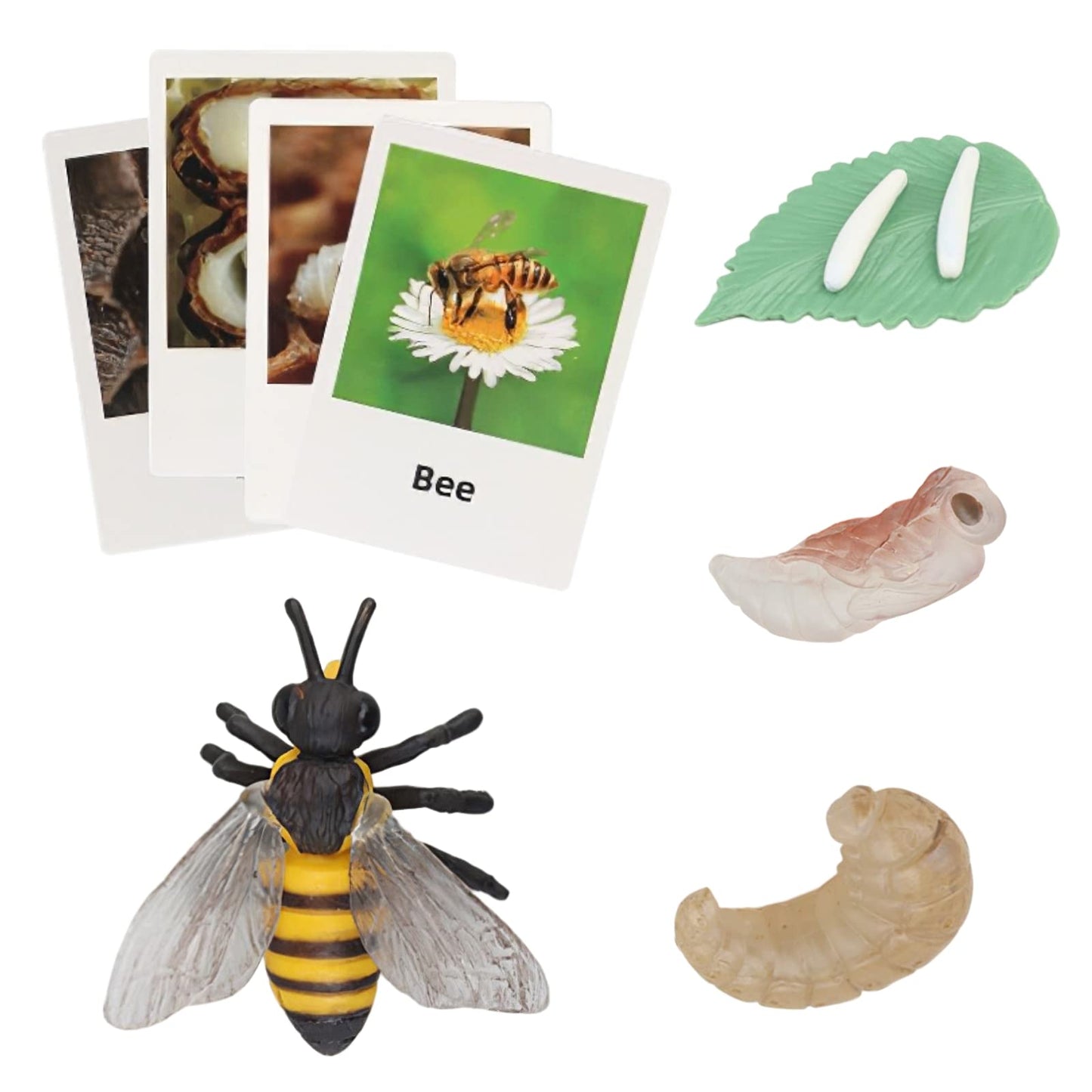 MIKNEKE Montessori Bee Life Cycle with Flash Cards, Realistic Animal Figurines Toy, Animal Educational Matching Game for 3+ Year Old Toddlers Kids (Bee)