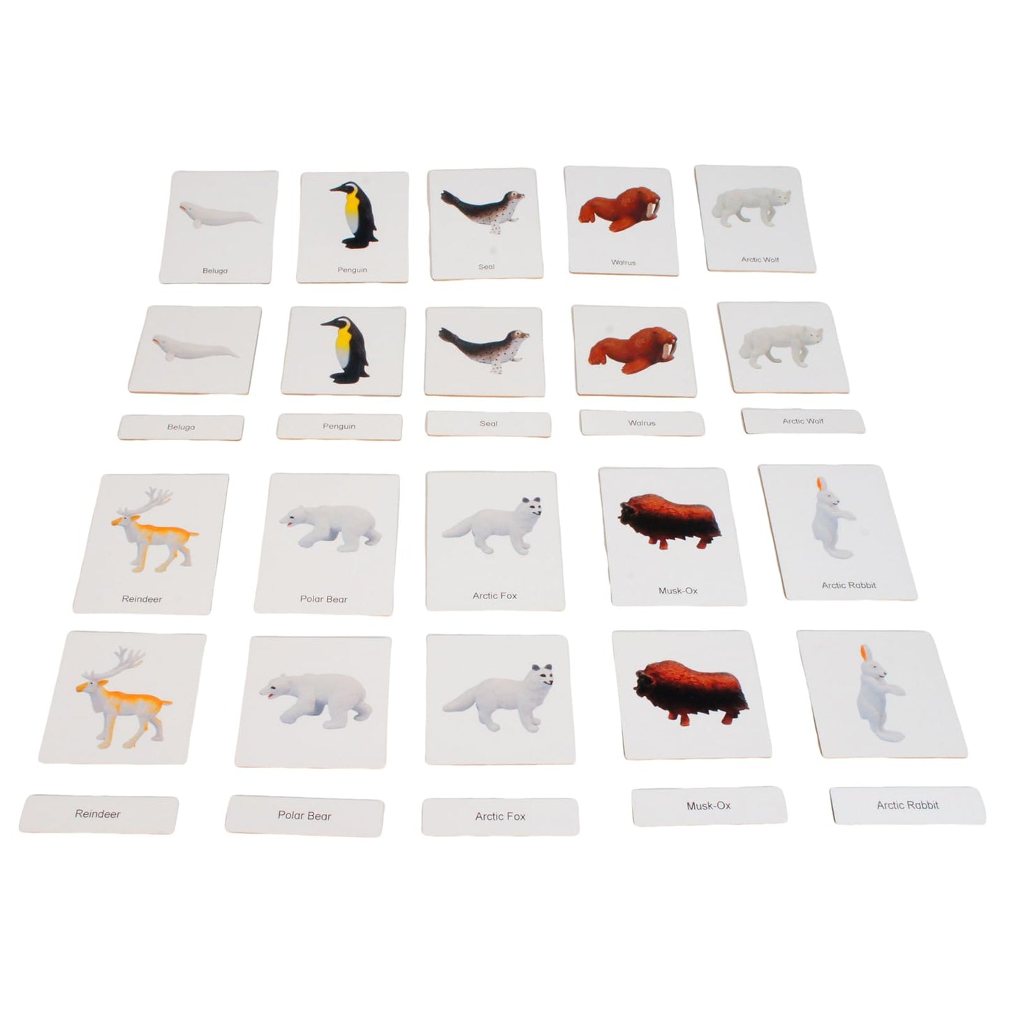 ancona Antarctic Animals, Spanish/English Bilingual, Montessori Preschool Memory Matching Game Box Set with Animal Figurines & 3-Part Cards, Early Education Toy