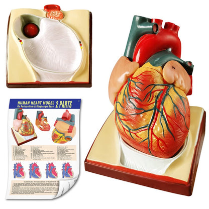 Human Skeleton Model,Heart Models-Best Anatomy Model Bundle Set of 3 Hands-on 3D Model Study Tools for Medical Student or as Educational Kit