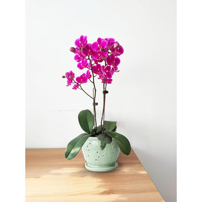 Ceramic Orchid Pot 6.3 Inch, Orchid Pots with Holes, Large Plant Pot for Repotting, Ventilation Holes Breathable for Roots, Durable Ice-Cracked Glaze Ceramic Planter Pot (Grass Green)