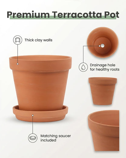 Riseuvo 6 Inch Terracotta Pots with Saucers – 4 Pack Medium Clay Flower Pots with Drainage Hole，Clay Pot for Succulents, Cactus and Indoor Plants, Wedding Favors