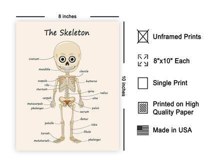 Poster Master The Skeleton Poster - Human Skeleton Print - Learning Materials Art - Science Art - Gift for Students & Teacher - Fun Decor for Classroom, Library or Nursery - 8x10 UNFRAMED Wall Art