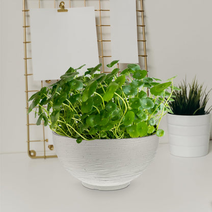 Housoutil Hydroponic Flower Pot 13.77 Inch White Quartz Desktop Planter for Water Lily Succulents Bonsai Indoor Outdoor Garden Decoration