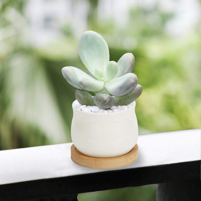ZOUTOG 12 Pack Succulent Pots, 2.6 Inch Mini Ceramic Pots for Flower or Cactus Plants with Drainage Hole,Plants Not Included