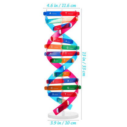NUOBESTY Educational DNA Double Helix Model Kit for Kids Interactive Biology Science Toy for Hands-on Learning 14.56 Inch DNA Structure Teaching Aid for Classroom and Home