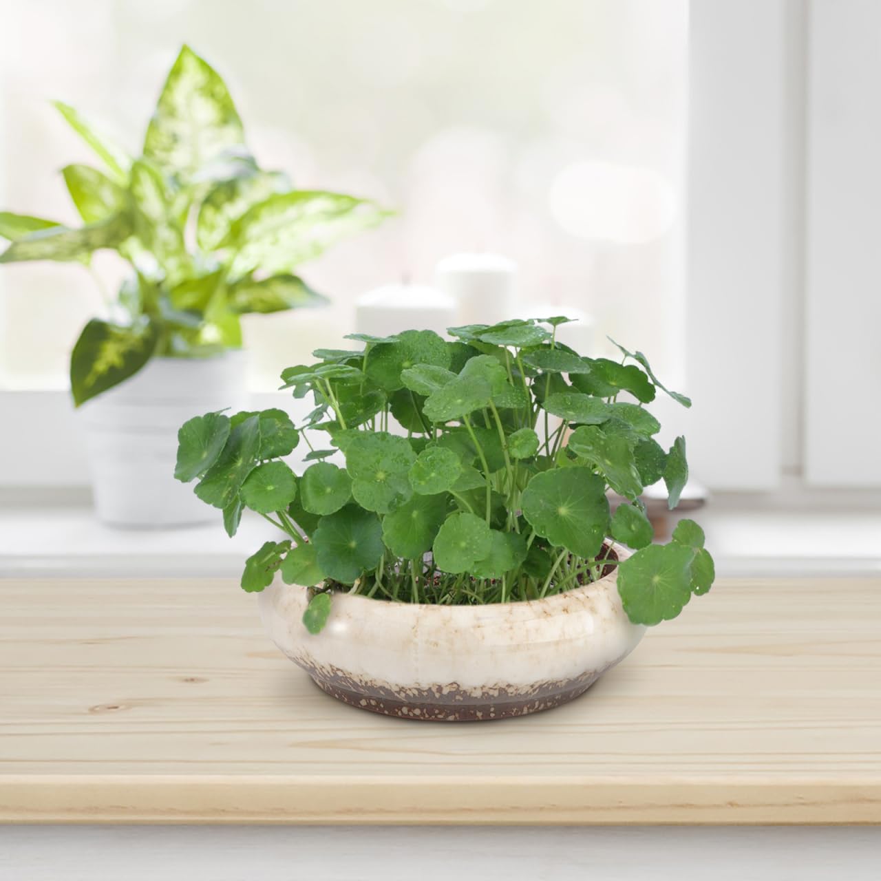 Kisangel Hydroponic Ceramic Flower Pot 7.28X7.28X2.28 Inch Creative Indoor Outdoor Planter for Succulents and Small Plants