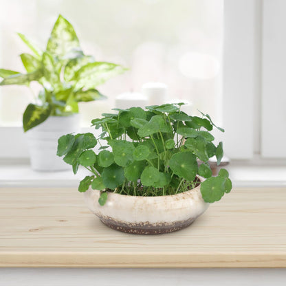Kisangel Hydroponic Ceramic Flower Pot 7.28X7.28X2.28 Inch Creative Indoor Outdoor Planter for Succulents and Small Plants