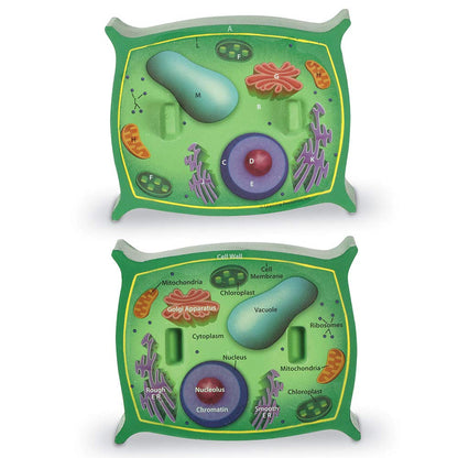 Learning Resources Cross-Section Plant Cell Model, Plant Anatomy, Science Classroom Accessories, 2 Foam Pieces