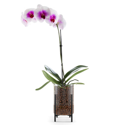 Pot & Pebble - C8 Glass Planter with Decorative Metal Base - Plant Propagation Station with Water Level Control - Plant Cutting Holder for LECA Clay Pebbles/Similar Media - Semi Hydroponic Planter