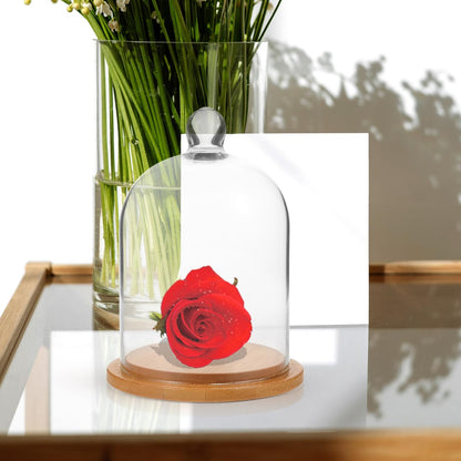 DEARMAMY Clear Glass Dome Cloche with Base Bell Jar Display Dome Office Home Decoration for Plants Succulents Fairy Lights Photos Medals Decorative Fill Collectibles
