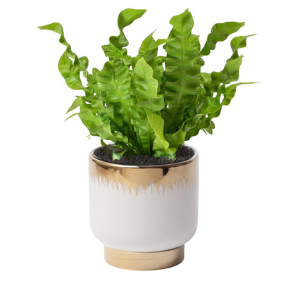NEONWE White Ceramic Planters, Gold Flower Pots for Indoor Plants with Drainage Holes, Modern Round Planter with Drainage Holes - Plant Not Included 4.33 X4.33 Inch