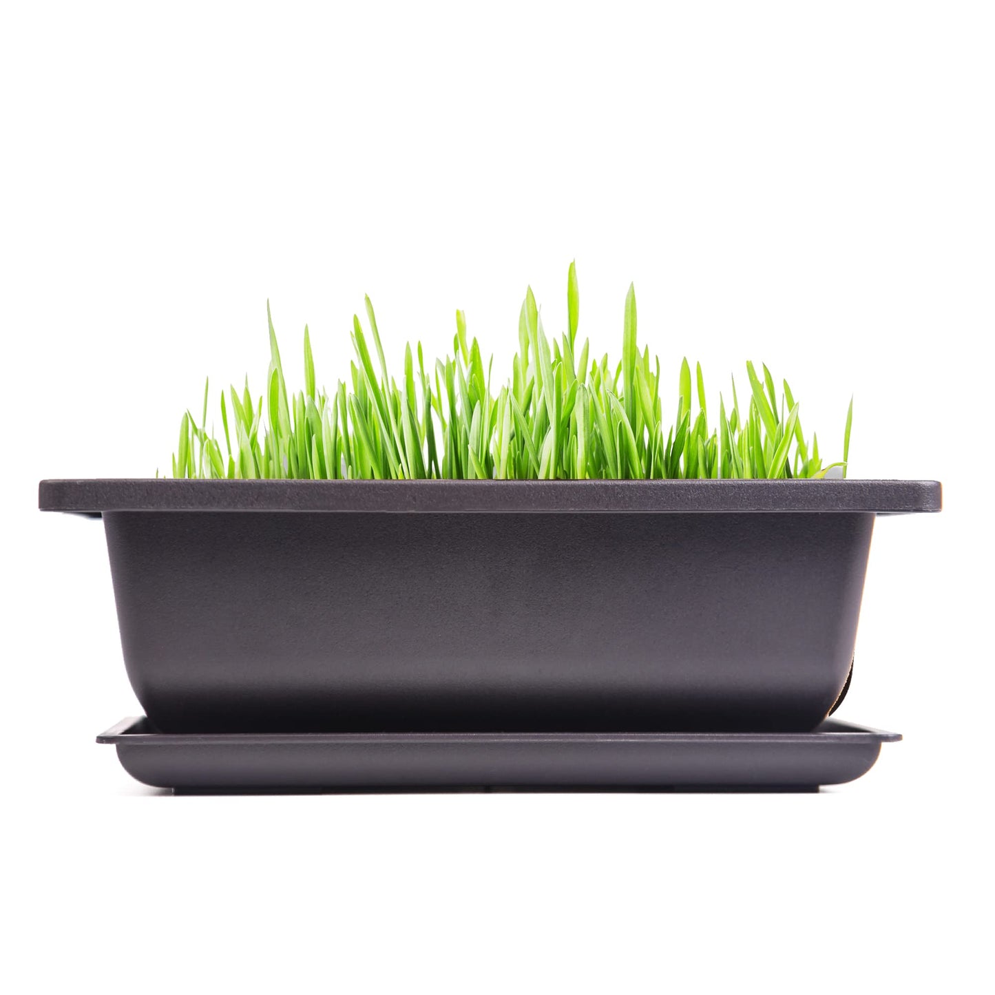 C CRYSTAL LEMON Bonsai Training Pots with Drip Trays, 3-Pack, 9” L x 6.7” W x 3” H Rectangular Plastic Planters with Drainage Holes & Mesh Screen, for Bonsai, Succulents & Cactus (Large)