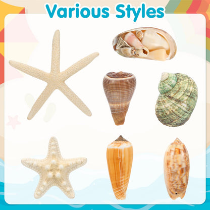 NUOBESTY Fridge Magnets 3D Seashell & Star Fish Set, Refrigerator Magnets with Magnetic Backing Coastal Decor for Kitchen Office Classroom Whiteboard Locker (7 Pcs Random Style)