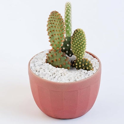Pulovin 2.5 lbs White Aquarium Gravel, 1/5 Inch White Rocks for Plants, Small Pebbles for Vases, Succulents, Bamboo, Natural Decorative Pebbles for Plants Drainage, Cactus, Crafts