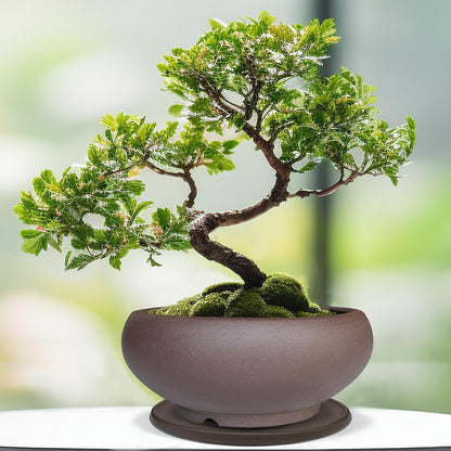 MUZHI 5.3” Round Ceramic Bonsai Starter Pots with Trays Set of 2 Brown and Red, Small Vintage Unglazed Succulent Pots with Saucers Minimalist Classic Mame Bonsai Planter with Drainage