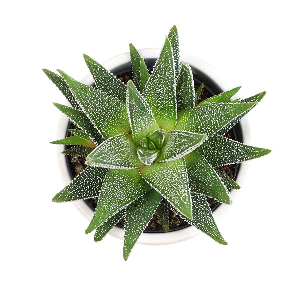 Plants for Pets Haworthia Zebra Plant Succulent in 2.5 Inch White Succulent Pot, Pet Friendly Houseplant, Live Plant Gift, Dog & Cat Safe Plants, Low Light Mini Succulents for Home Decor