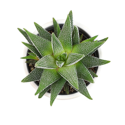 Plants for Pets Haworthia Zebra Plant Succulent in 2.5 Inch White Succulent Pot, Pet Friendly Houseplant, Live Plant Gift, Dog & Cat Safe Plants, Low Light Mini Succulents for Home Decor