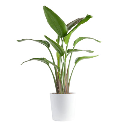 Costa Farms White Bird of Paradise, Large Live Indoor Plant, 2-3 Feet Tall Houseplant in Live Plant Pot, Strelitzia nicolai, Real Floor Plant for Living Room, Office, or Home Decor Gift