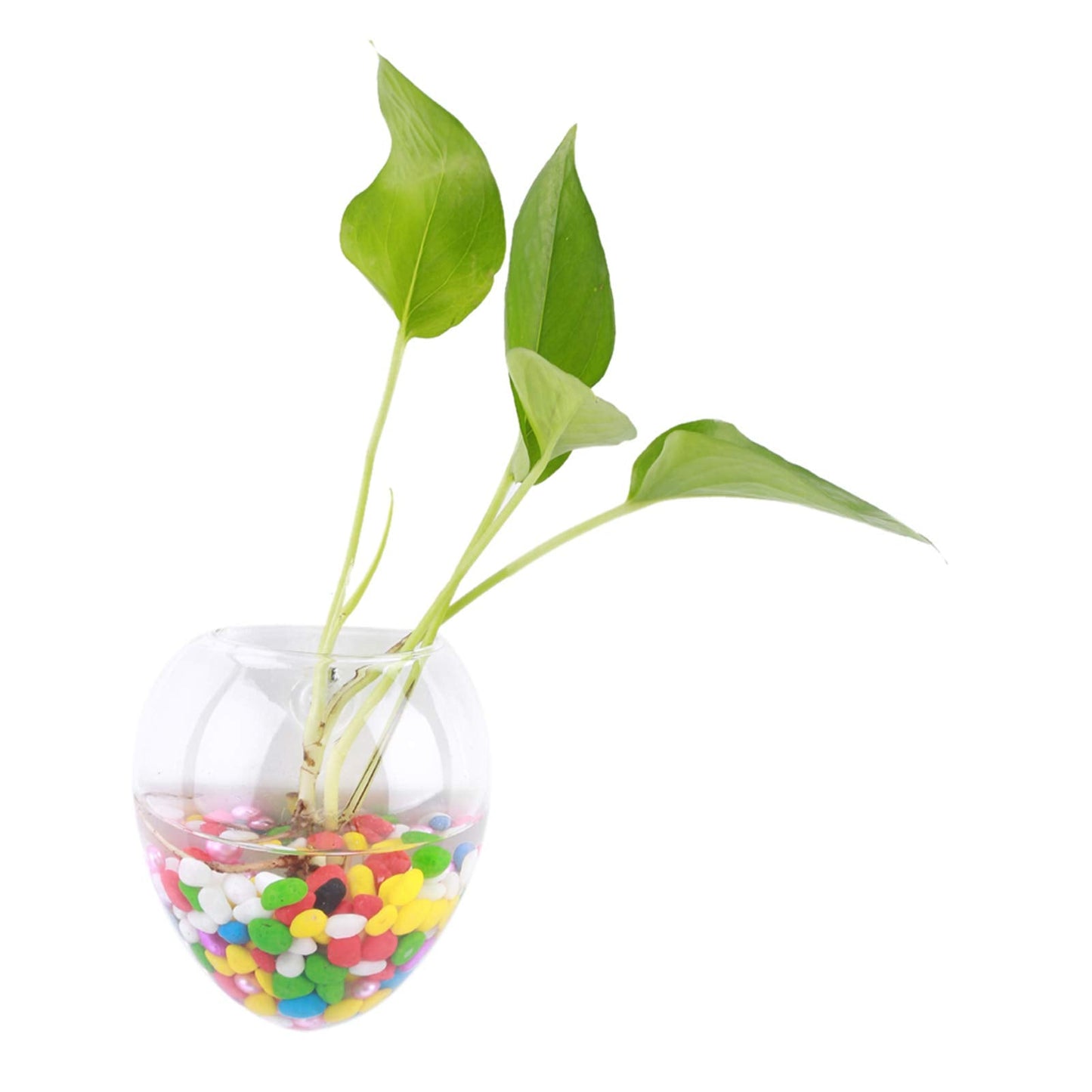 Jwthee 2Pcs Wall Planter, Glass Terrarium Hanging Plant Holder Wall Hanging Glass Terrariums Planter Wall Hanging Glass Propagation Plant Terrarium Container for Propagating Hydroponic Plants(F)