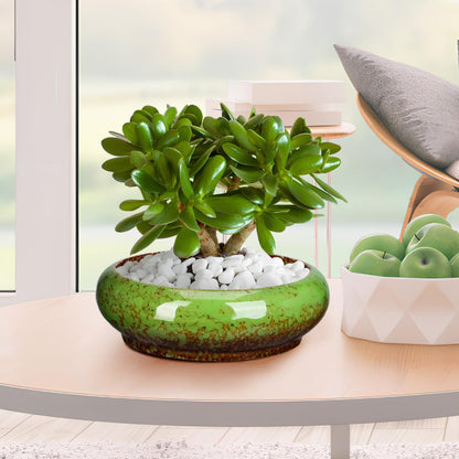 Happyyami Succulent Planter Pot 7.08In Round Shallow Bonsai Bowl with Drainage Hole for Desktop Cactus and Small Plants Decorative Container