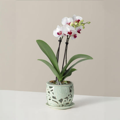 HERDUK Ceramic Orchid Pot, Orchid Pots with Drainage Holes & Saucer 6.5 Inch,Orchid Pot for Repotting Indoor, Orchid Containers with Precise Aeration & Drainage Sky Blue