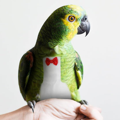 Generic Flight Bird Reusable Diaper Suit for Parrots Material Soft and Design for Outdoor Activities