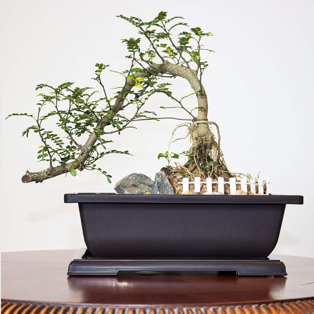 MUZHI 3PCS Large Rectangular Bonsai Tree Pots Planters with Tray 10"